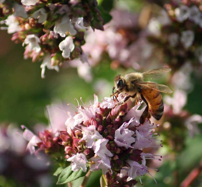 Méhészet Kanadában