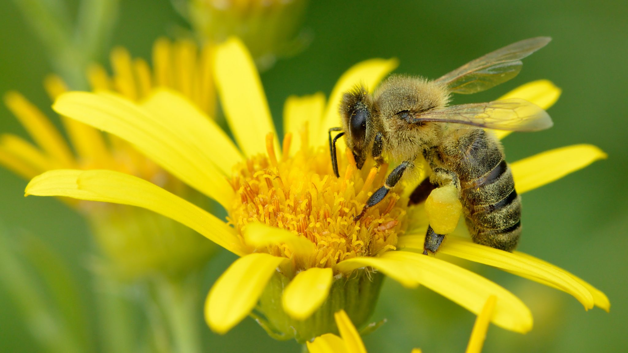Ázsiai parazita állhat a legnagyobb méhpusztulás mögött